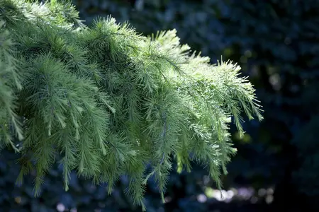 Cedrus deodara - 40 CM BALL C15 - image 4