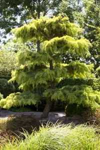 Cedrus libani - 125-150 CM RB - image 2