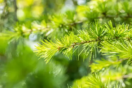 Cedrus libani - 200-250 CM RB - image 3