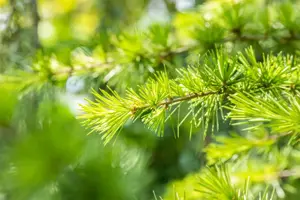 Cedrus libani - 200-250 CM RB - image 3