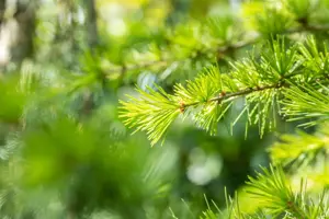 Cedrus libani - 200-250 CM RB - image 4