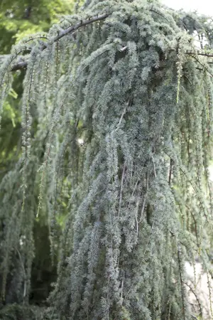 Cedrus libani 'Blue Fountain' - 175-200 CM C50 - image 1