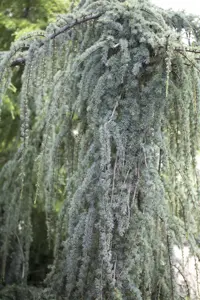 Cedrus libani 'Blue Fountain'