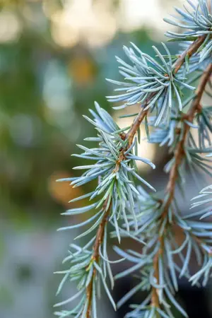 Cedrus libani 'Blue Fountain' - 175-200 CM C50 - image 4