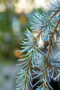 Cedrus libani 'Blue Fountain' - 175-200 CM C50 - image 4