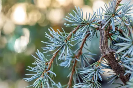 Cedrus libani 'Blue Fountain' - 175-200 CM C50 - image 3