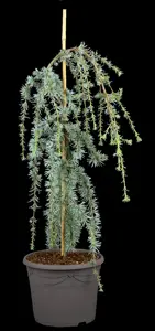 Cedrus libani 'Blue Fountain' - 175-200 CM C50 - image 2