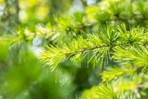 Cedrus libani brevifolia - 30-40 CM P9 - image 3
