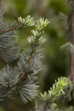 Cedrus libani 'Glauca' - 60-80 CM RB