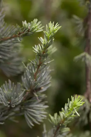Cedrus libani 'Glauca' - 175-200 CM C30