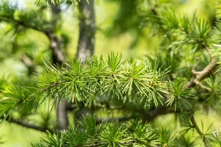 Cedrus libani 'Horstmann' - 125-150 CM C25 - image 5