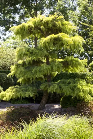 Cedrus libani 'Silberspitz' - 120-140 CM C15 - image 2