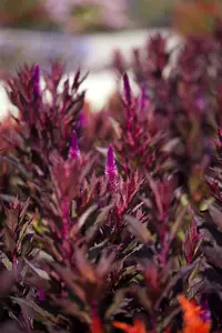 CELOSIA DEEP PURPLE 12CM - image 5