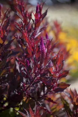CELOSIA DEEP PURPLE 12CM - image 2