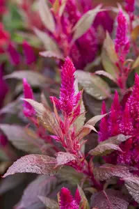 CELOSIA DEEP PURPLE 12CM - image 3