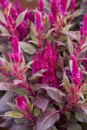 CELOSIA DEEP PURPLE 12CM - image 4