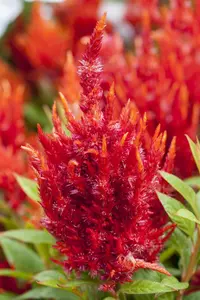 CELOSIA DEEP PURPLE 12CM - image 5