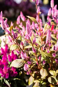 CELOSIA WILD PINK 19CM - image 1