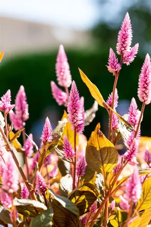 CELOSIA WILD PINK 19CM - image 2