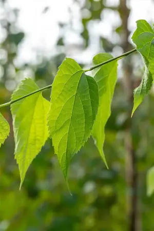 Celtis occidentalis - MULTISTAM 250-300 CM C150 - image 4
