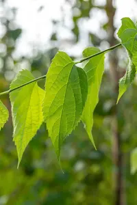 Celtis occidentalis - MULTISTEM 175-200 CM RB - image 4