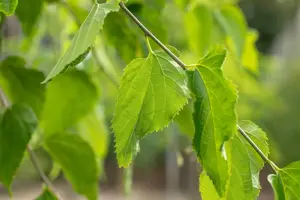Celtis occidentalis