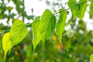 Celtis occidentalis - MULTISTAM 250-300 CM C150 - image 3