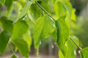 Celtis occidentalis
