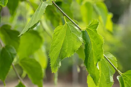 Celtis occidentalis - 80-100 CM C2 WHIP - image 1