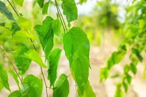 Celtis occidentalis - 200-250 CM C5 WHIP - image 2