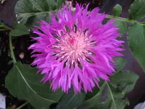 Centaurea dealbata - P11