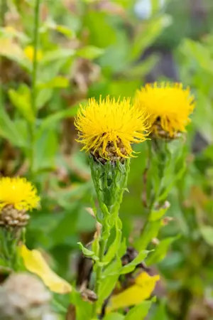 Centaurea macrocephala - P9 - image 1