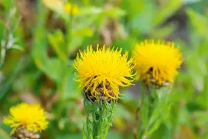 Centaurea macrocephala - P9 - image 2