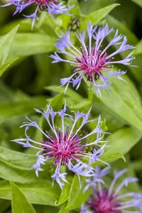 CENTAUREA MONTANA