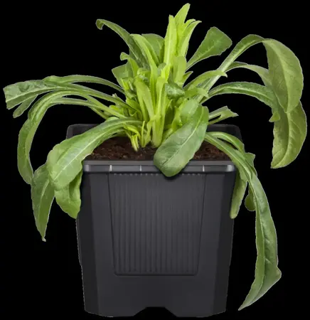 Centaurea montana - 2 Ltr pot - image 2