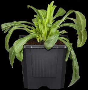 Centaurea montana - P9 - image 2
