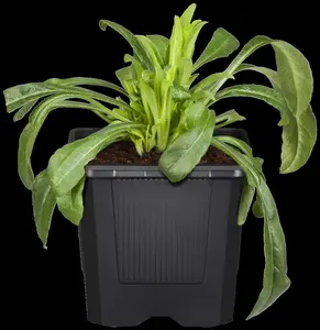 CENTAUREA MONTANA 1L - image 2