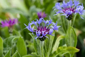 Centaurea montana - P9 - image 4