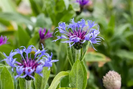 Centaurea montana - P9 - image 5