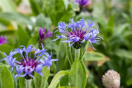 CENTAUREA MONTANA 1L - image 5