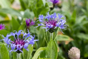 CENTAUREA MONTANA 1L - image 5