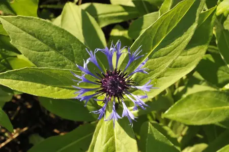 Centaurea montana - P9 - image 3