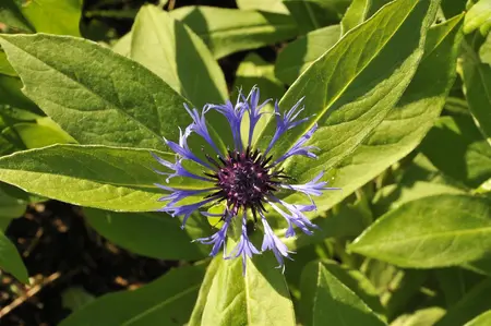 CENTAUREA MONTANA 1L - image 3