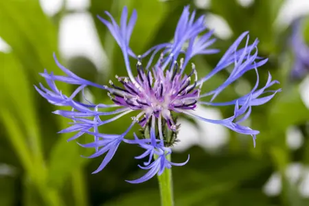 Centaurea montana 'Grandiflora' - P9