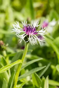 Centaurea montana 'Purple Heart' - P9 - image 2