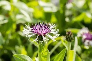 Centaurea montana 'Purple Heart'