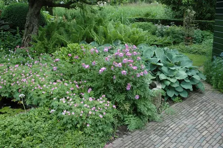 Centaurea pulcherrima - P9