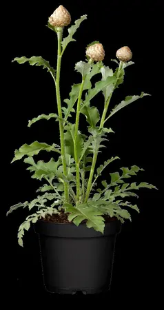 Centaurea 'Pulchra Major' - 5 Ltr pot - image 1