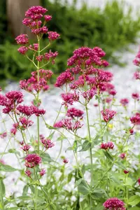 Centranthus ruber - P9 - image 2