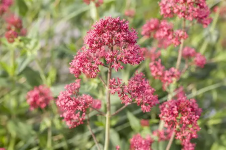 Centranthus ruber - P9 - image 1